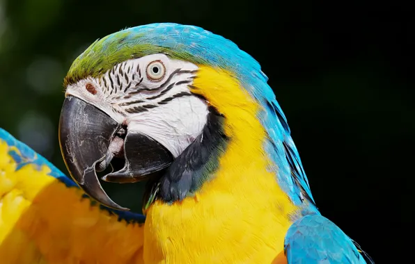 Picture bird, Parrot, Ara