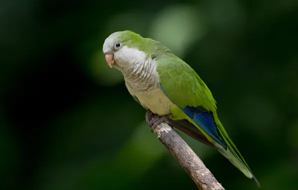 Picture eyes, branches, parrot, wildlife