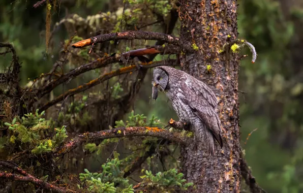 Forest, branches, tree, owl, bird, mouse, mouse, mining