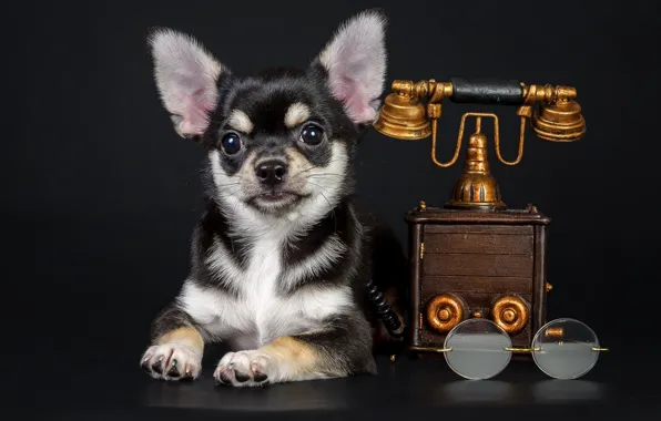 Dog, glasses, puppy, phone
