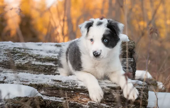 Winter, look, snow, branches, nature, dog, paws, puppy