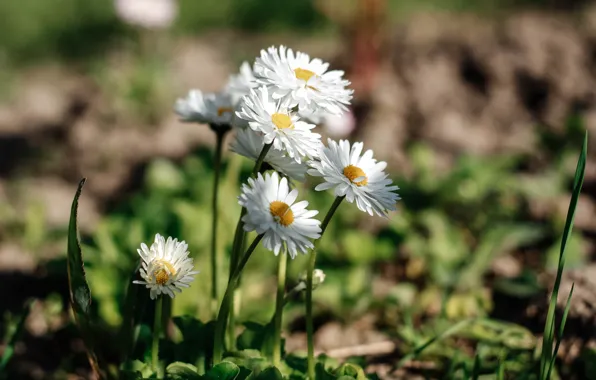 Light, flowers, chamomile, white, bokeh, Daisy, Bush
