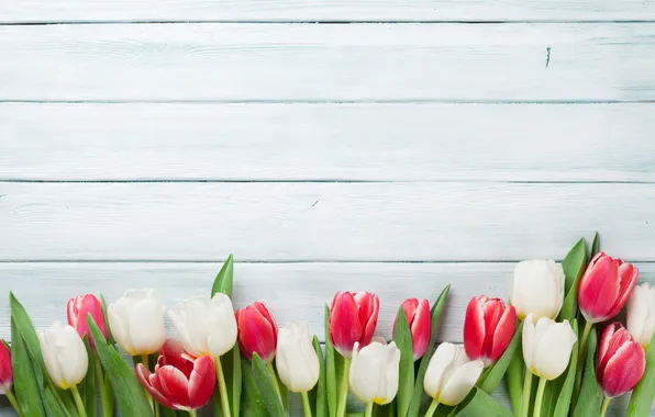 Flowers, tulips, red, white, wood, flowers, tulips, spring