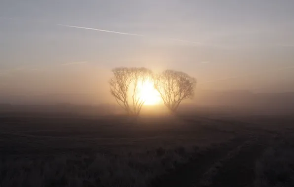 The sun, fog, sunrise, tree