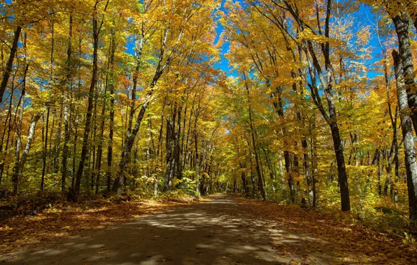 Road, autumn, trees, Canada, Ontario, Canada, Ontario, Algonquin Provincial Park
