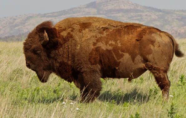 Picture animals, nature, wildlife, bison, buffalo-Bull-