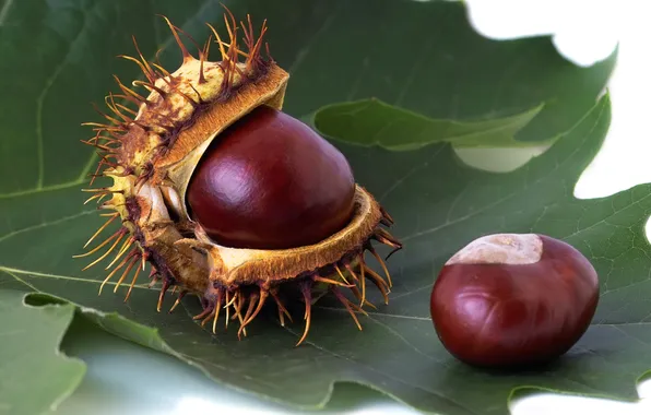 Picture autumn, sheet, the fruit, chestnut