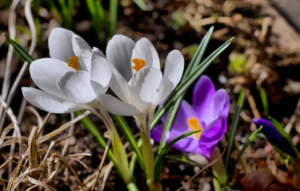 Picture white, purple, macro, flowers, spring, Bud, primrose, Crocuses