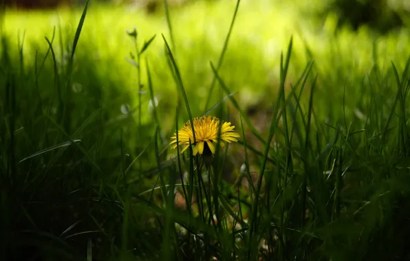 Greens, grass, yellow, dandelion, spring, blur