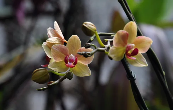 Flower, photo, Orchid