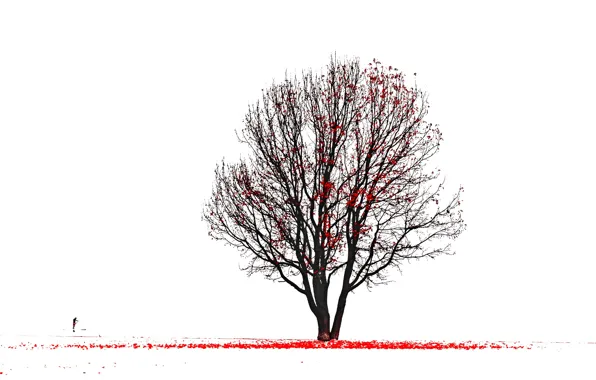 Picture tree, silhouette, red leaves