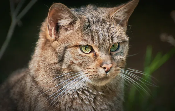 Picture look, background, portrait, the European forest cat