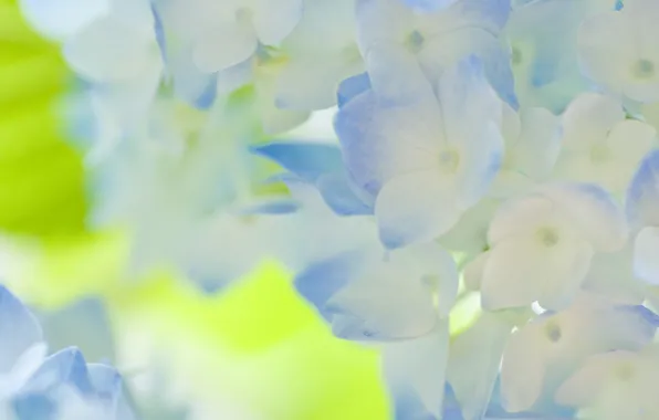 Flowers, tenderness, hydrangea