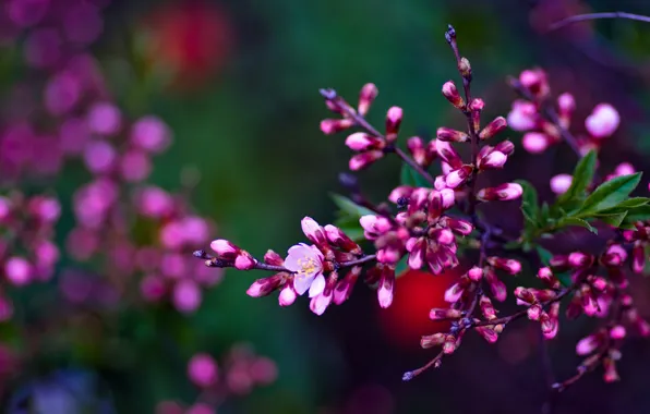 Branches, spring, Apple, kidney