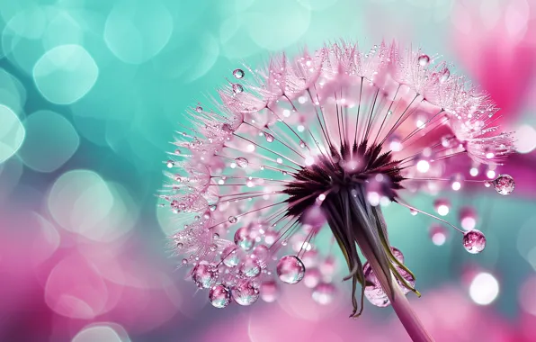 Drops, macro, flowers, dandelion, dandelions, AI art, neural network
