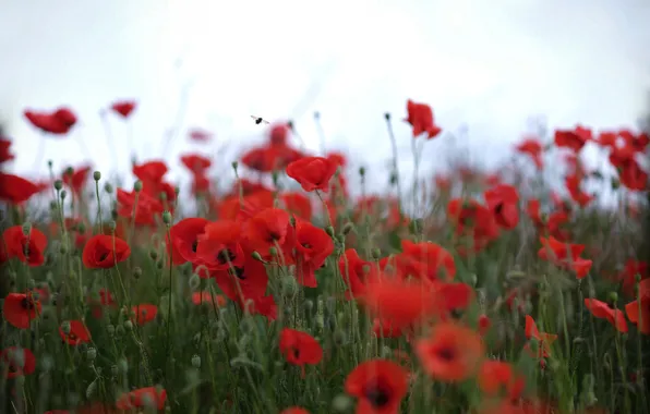 Summer, the sky, flowers, Maki, red, light background, blur, bokeh