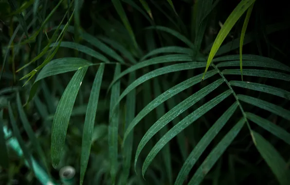 Summer, nature, tropics, Palma, tree, heat, moisture, palm trees