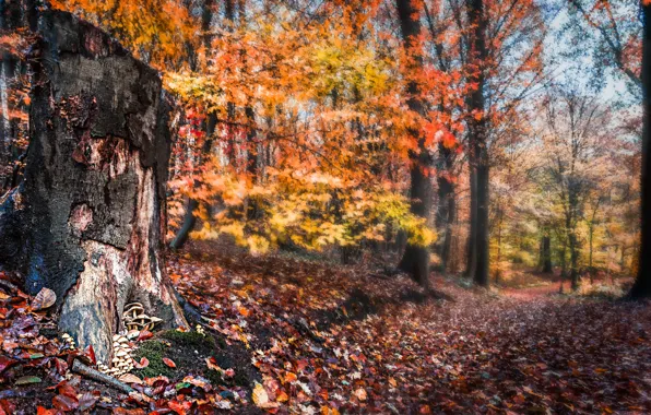 Picture autumn, forest, stump