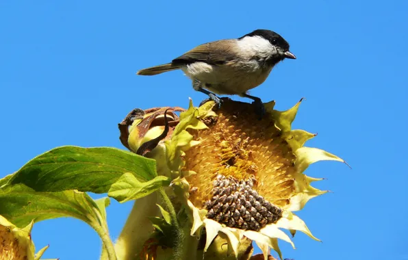 Picture the sky, bird, sunflower, Sparrow