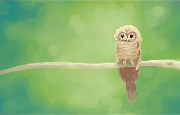 Picture green, owl, branch