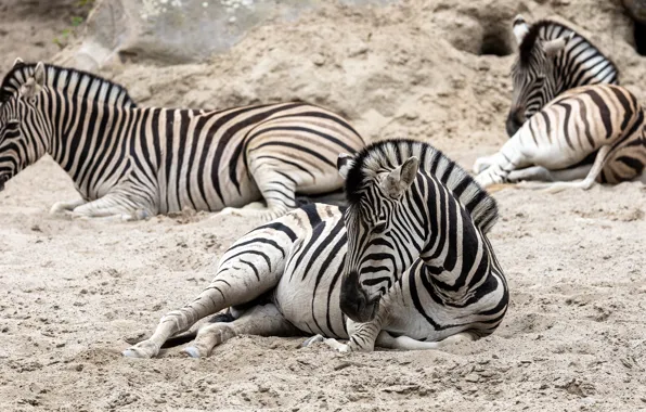 Nature, stay, Zebra, lie, Zebra
