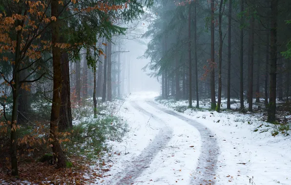 Picture winter, road, forest, snow, trees, fog