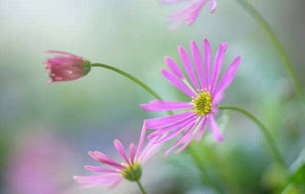 Flowers, blur, Bud, pink