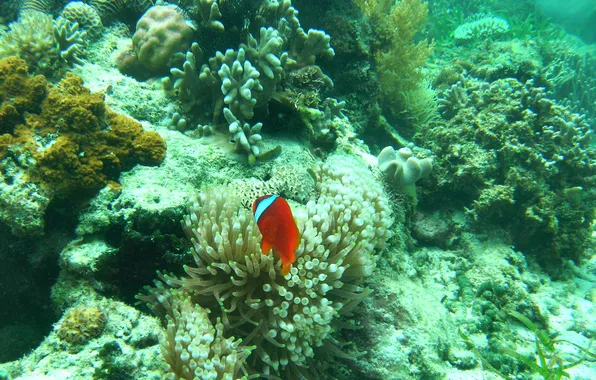 Picture fish, corals, underwater world, Nikon E5600, pamilacan under water