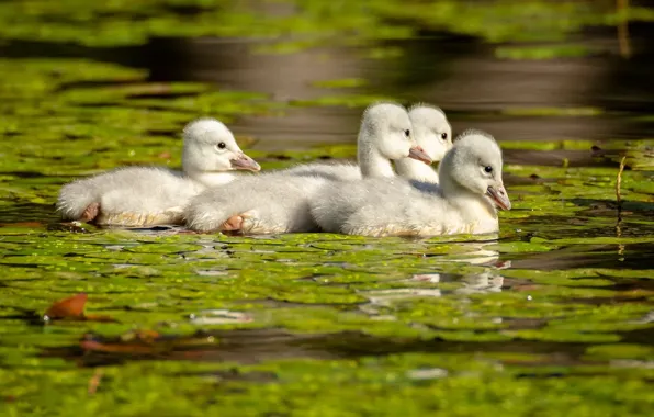 Birds, kids, Chicks, pond, float, goose, swimming, geese
