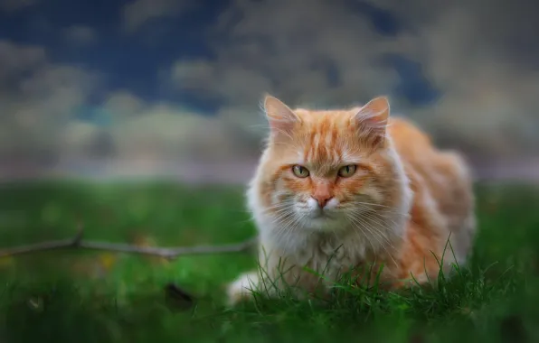 Greens, cat, the sky, grass, cat, look, face, clouds