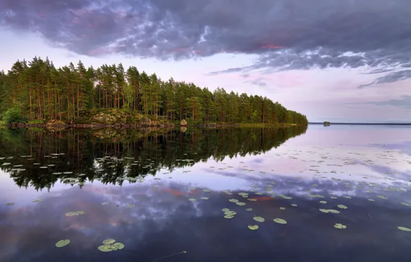 Forest, trees, lake, island, Sweden, Sweden, Närke, Lake Teen