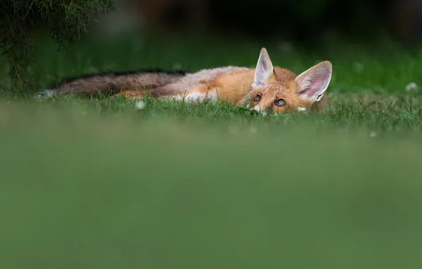 Grass, glade, Fox, lies, green background, looking up