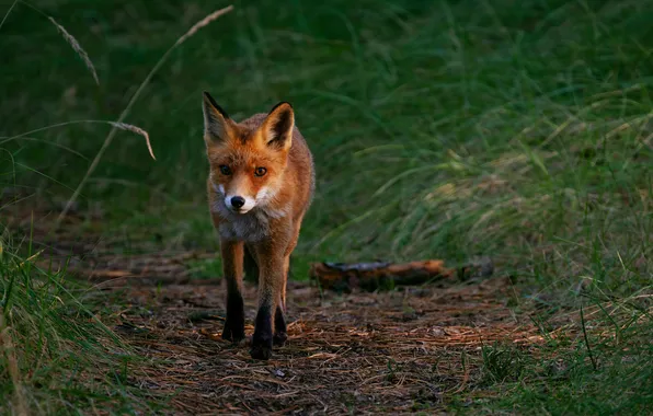 Wallpaper cheat, Fox, red