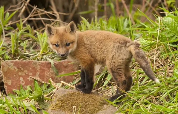 Picture grass, stones, baby, Fox