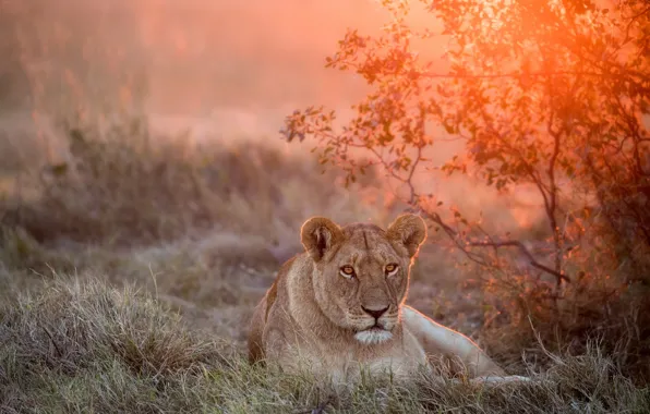 Picture sunset, lioness, wildlife