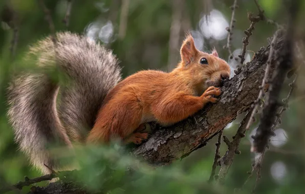 Picture branches, nature, pose, protein, bokeh, animal, rodent, Marina Mochalova