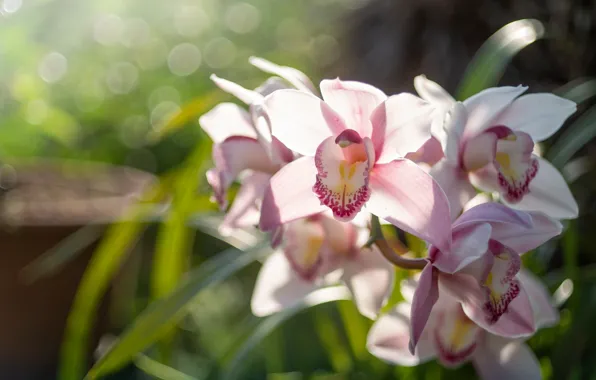 Macro, exotic, Orchid
