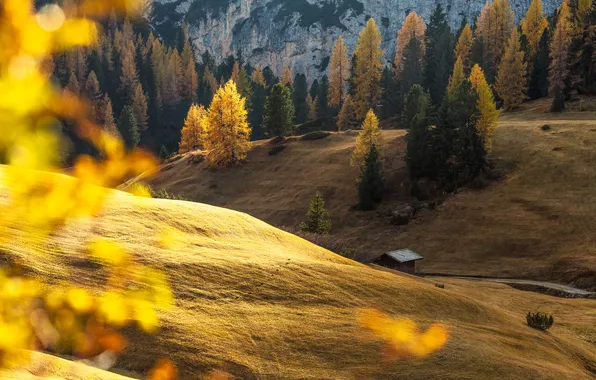 Autumn, forest, light, trees, mountains, nature, hills, foliage