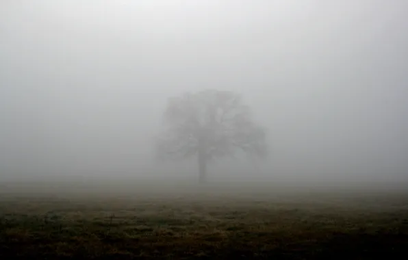 Field, fog, tree