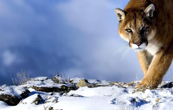 Picture look, snow, predator, Puma