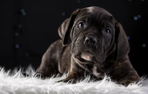 Sweetheart, puppy, breed, cane Corso