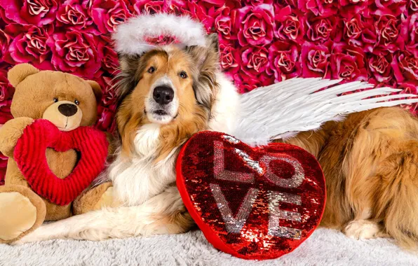 Dogs, look, face, pose, heart, wings, dog, photoshoot