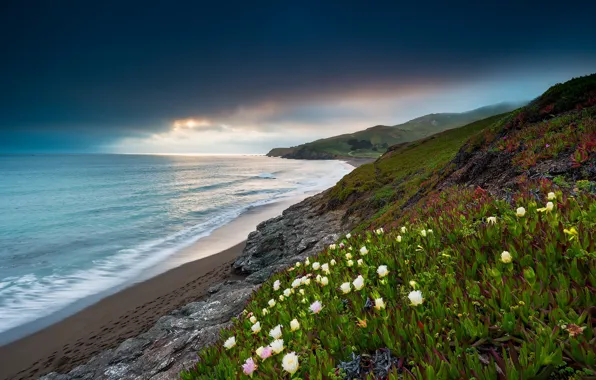 Landscape, nature, the ocean, coast, vegetation, CA, USA