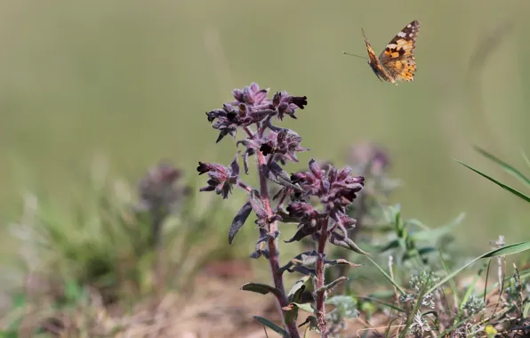 Picture flower, the steppe, background, butterfly