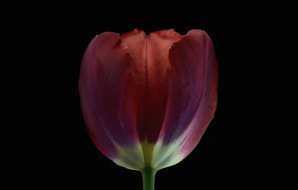 Picture background, Tulip, petals