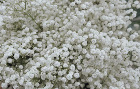 Wallpaper flowers, gypsophila, white