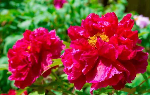 Leaves, macro, light, flowers, bright, spring, garden, red