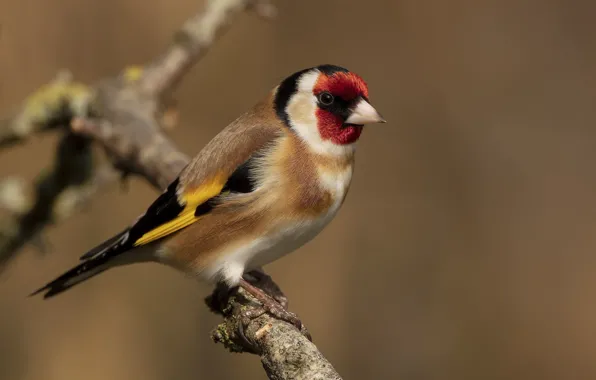 Picture bird, branch, goldfinch