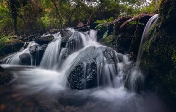 Picture trees, nature, stones, vegetation, waterfall, stream, fern
