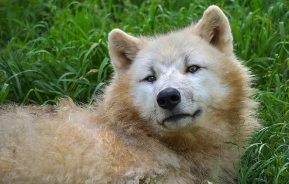 White, grass, look, face, wolf, portrait, lies, happy